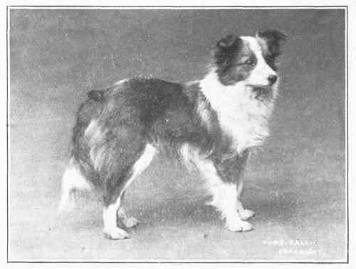Bild "Willkommen:1915-shetland-sheepdog.jpg"